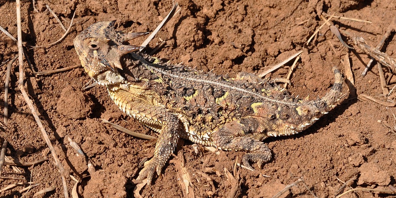 Texas Horned Lizard